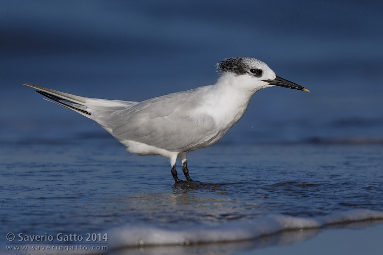 Sandwich Tern