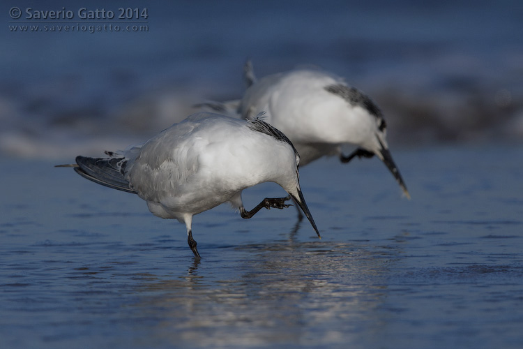 Sandwich Tern