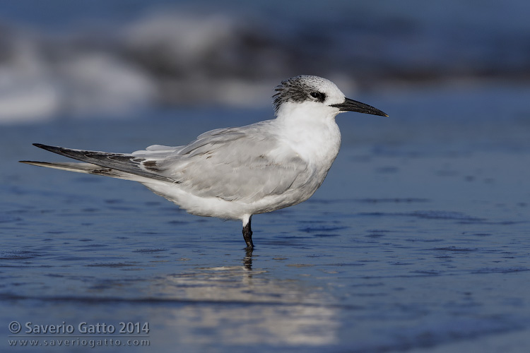 Sandwich Tern