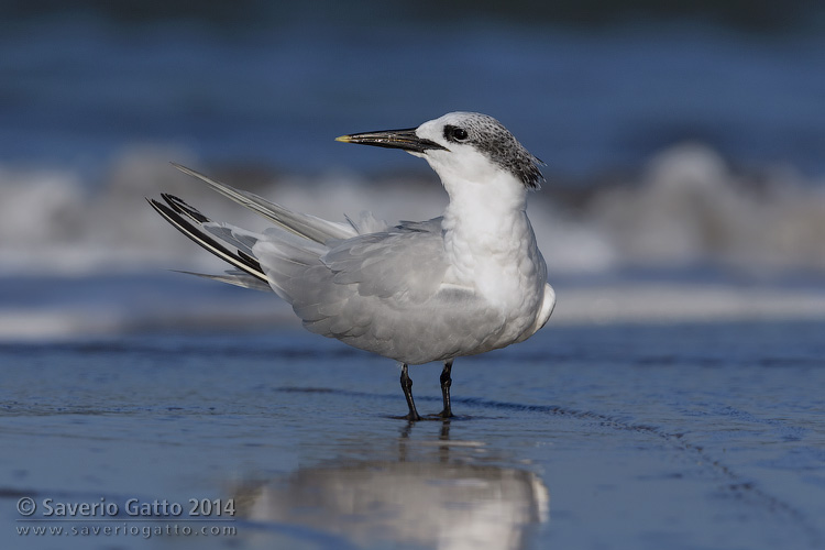 Sandwich Tern