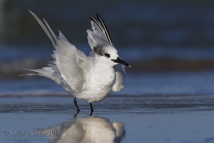 Sandwich Tern