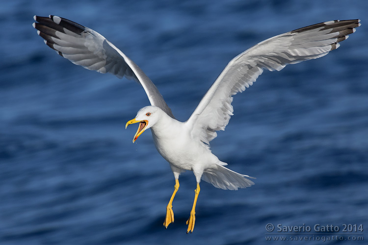 Yellow-legged Gull