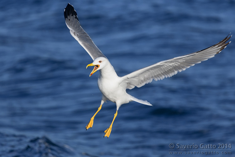 Yellow-legged Gull