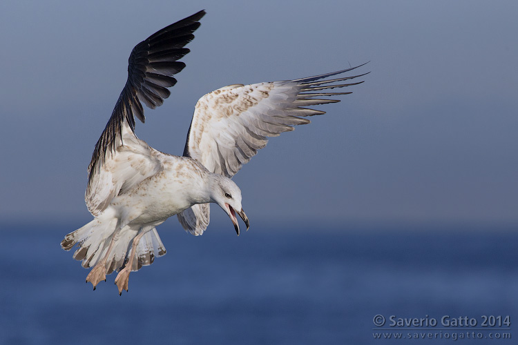 Yellow-legged Gull