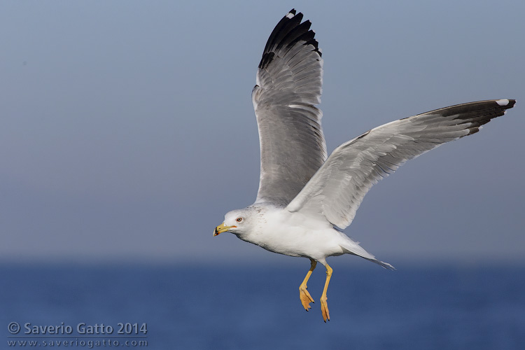 Yellow-legged Gull