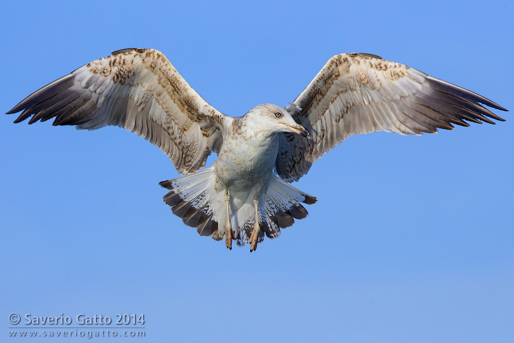 Yellow-legged Gull