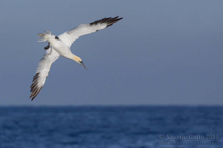 Northern Gannet