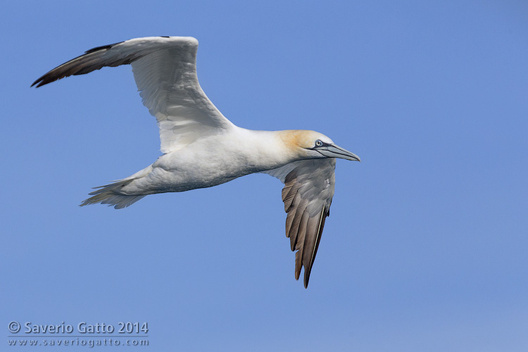 Northern Gannet