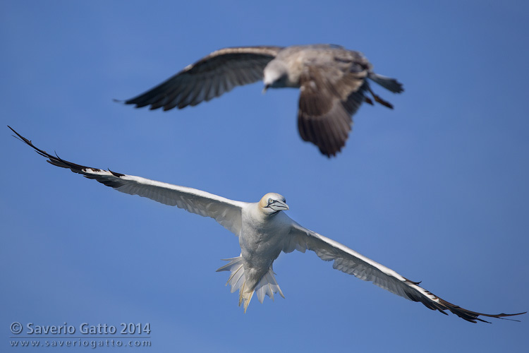 Northern Gannet