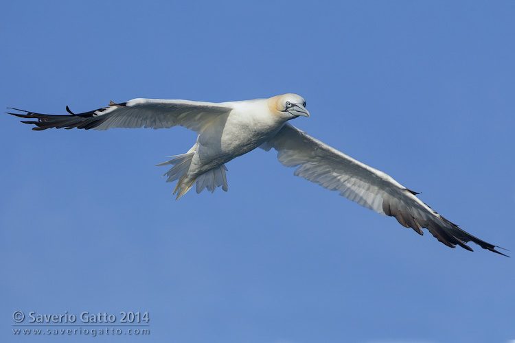 Northern Gannet