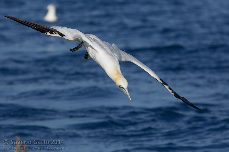 Northern Gannet