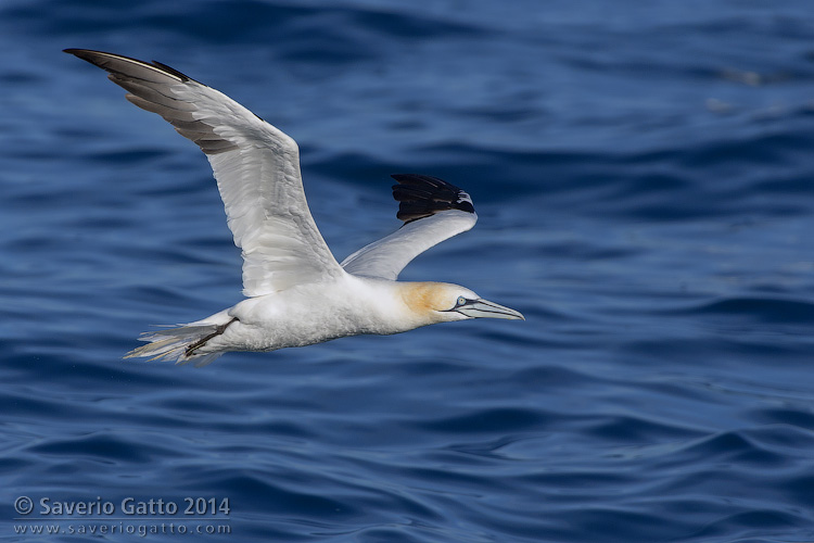 Northern Gannet