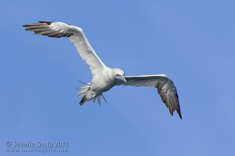 Northern Gannet