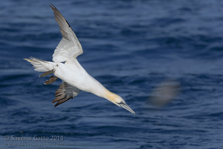 Northern Gannet