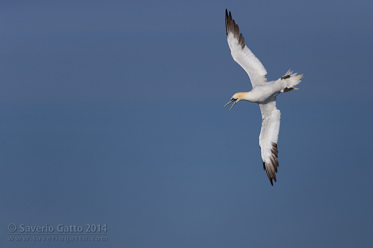 Northern Gannet