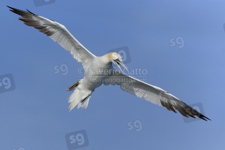 Northern Gannet