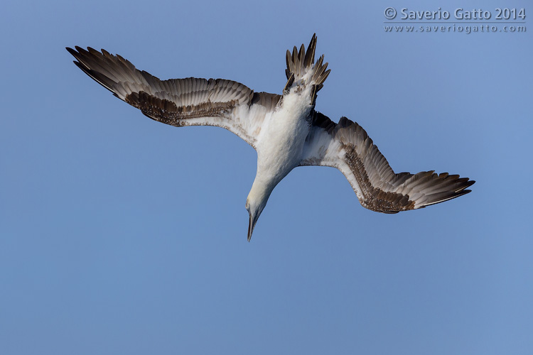 Northern Gannet