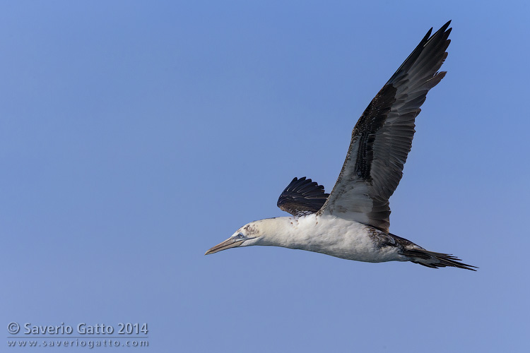 Northern Gannet