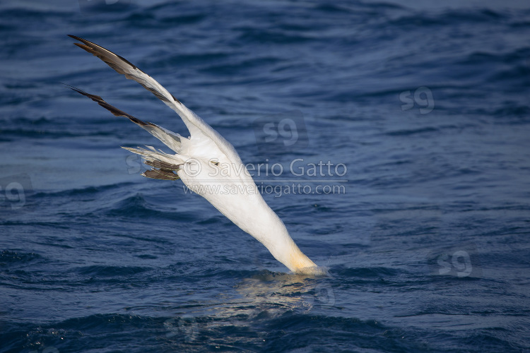 Northern Gannet