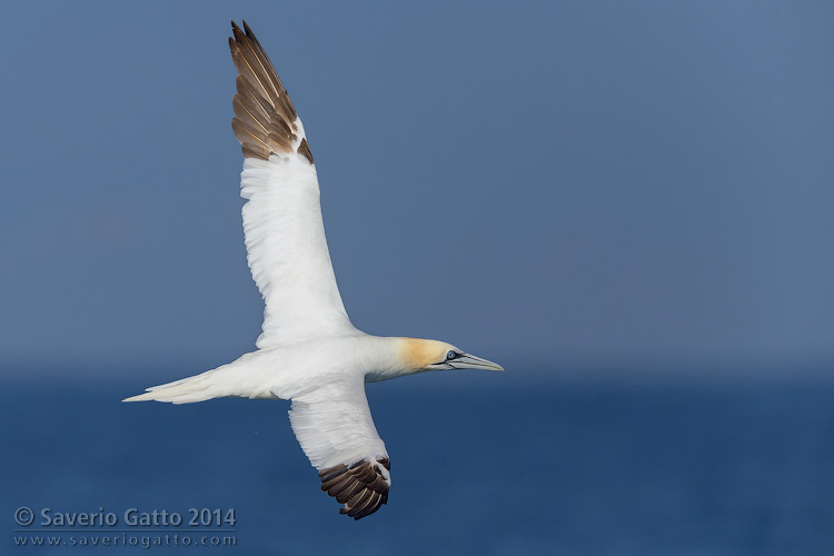 Northern Gannet