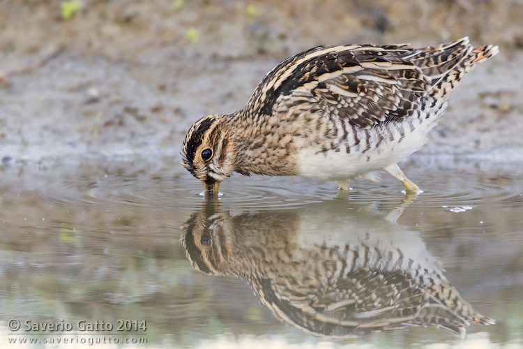 Common Snipe