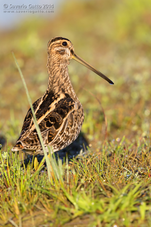 Common Snipe