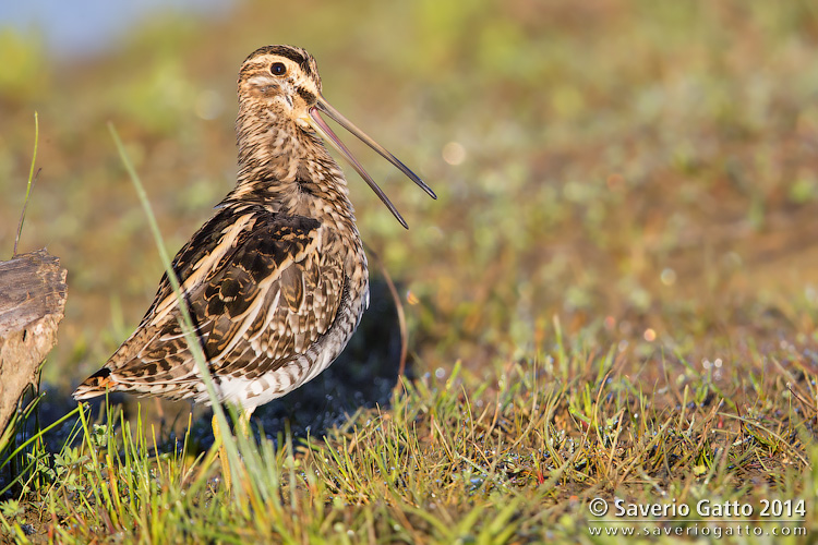 Common Snipe