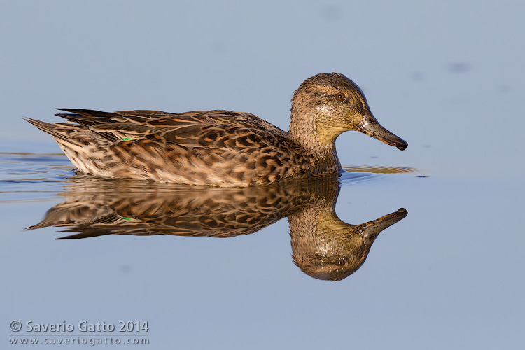 Eurasian Teal