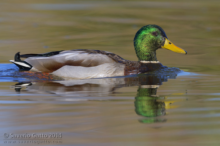 Mallard