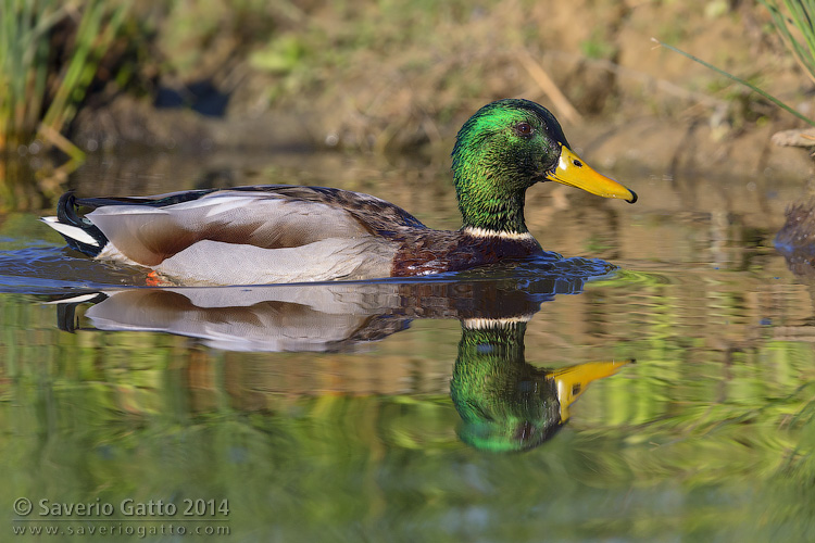 Mallard