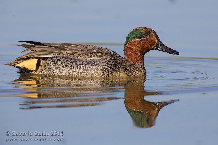 Eurasian Teal