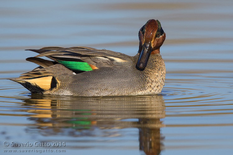 Eurasian Teal