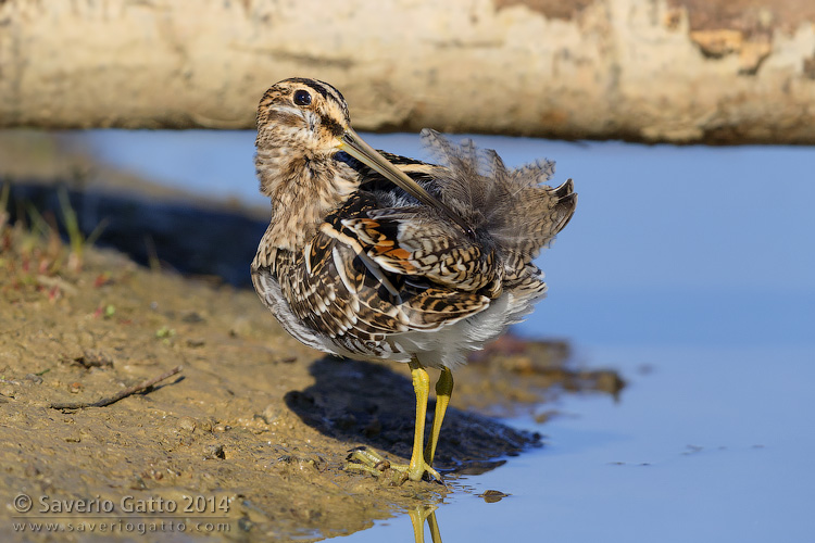 Common Snipe