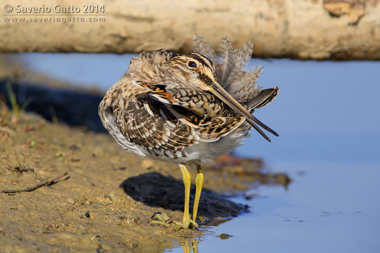 Common Snipe