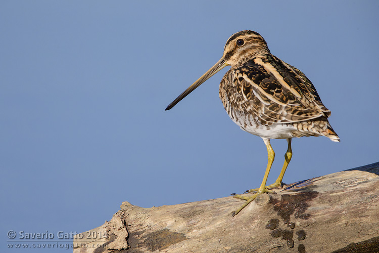 Common Snipe