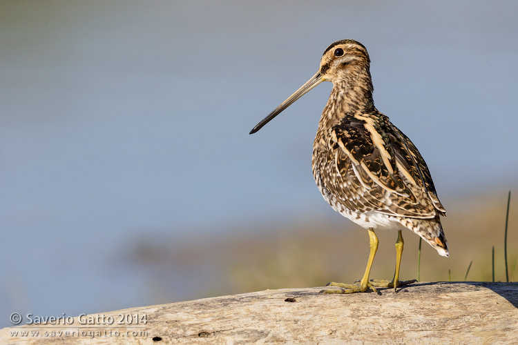 Common Snipe