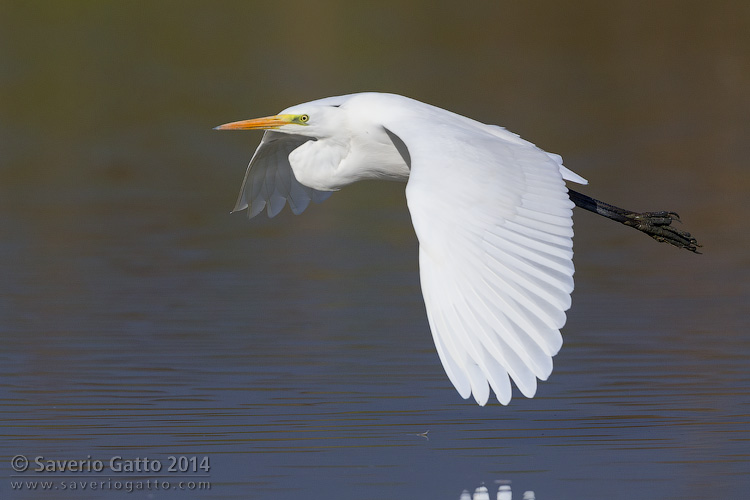 Great Egret