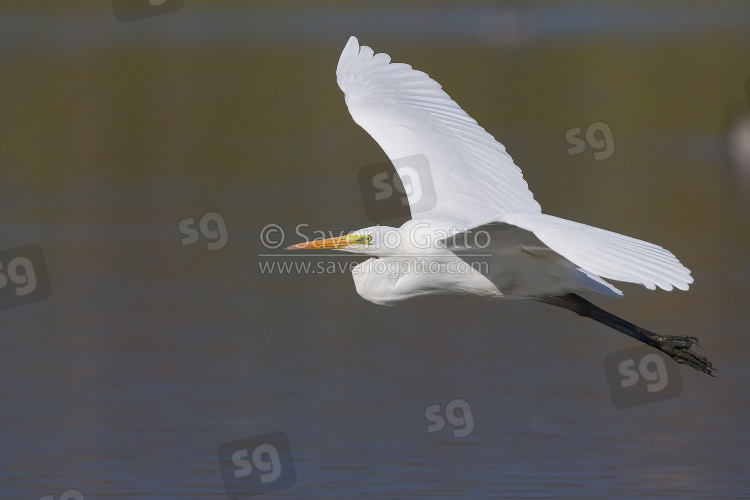 Airone bianco maggiore