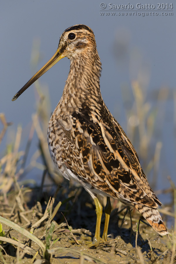 Common Snipe