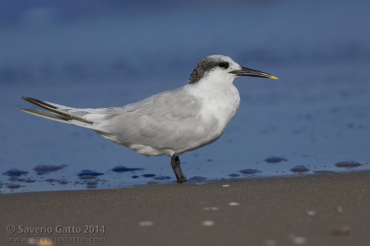 Sandwich Tern