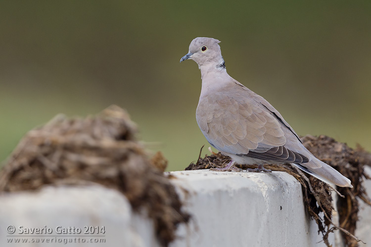 Eurasian Collared Dove