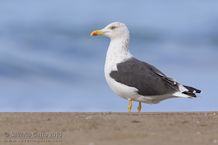 Lesser Black-backed Gull