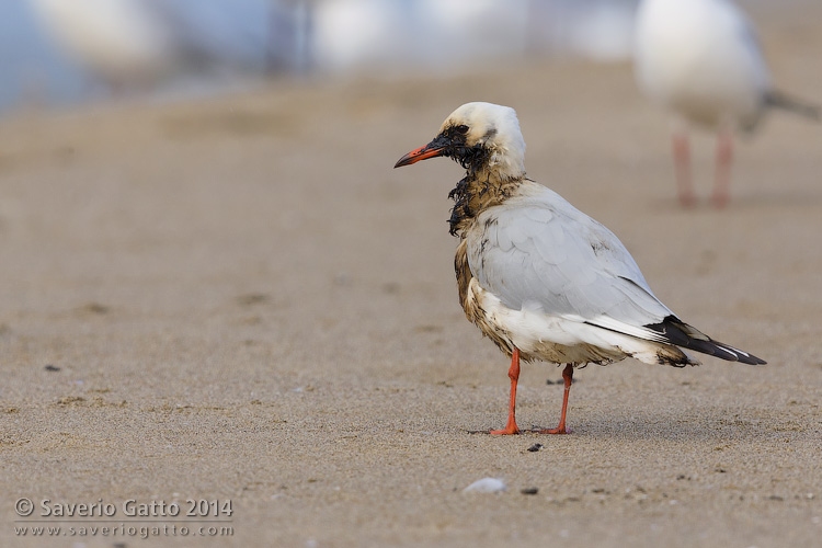 Black-headed Gull