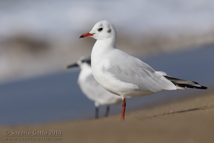 Black-headed Gull