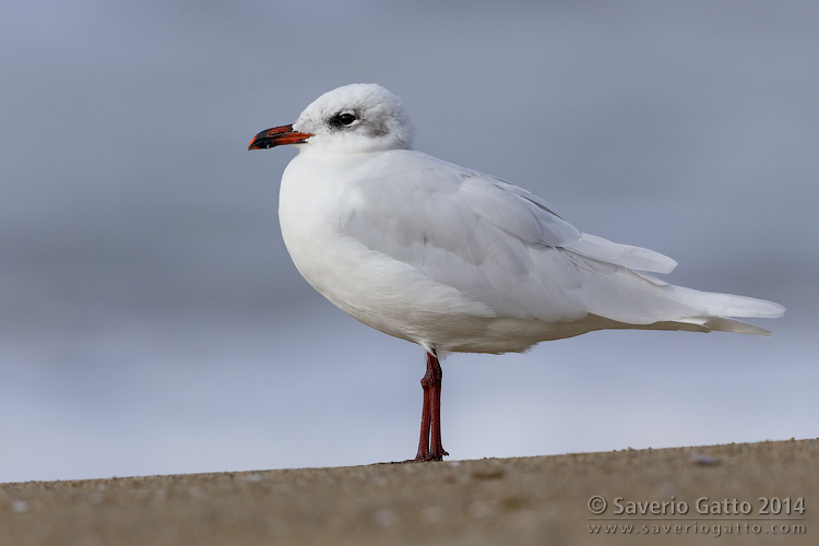 Mediterranean Gull