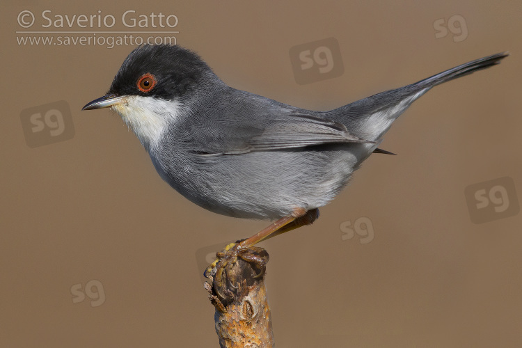 Sardinian Warbler