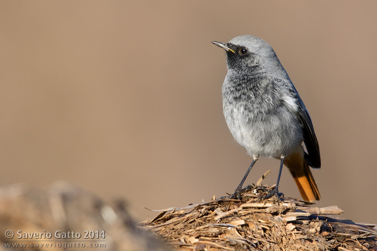 Black Redstart