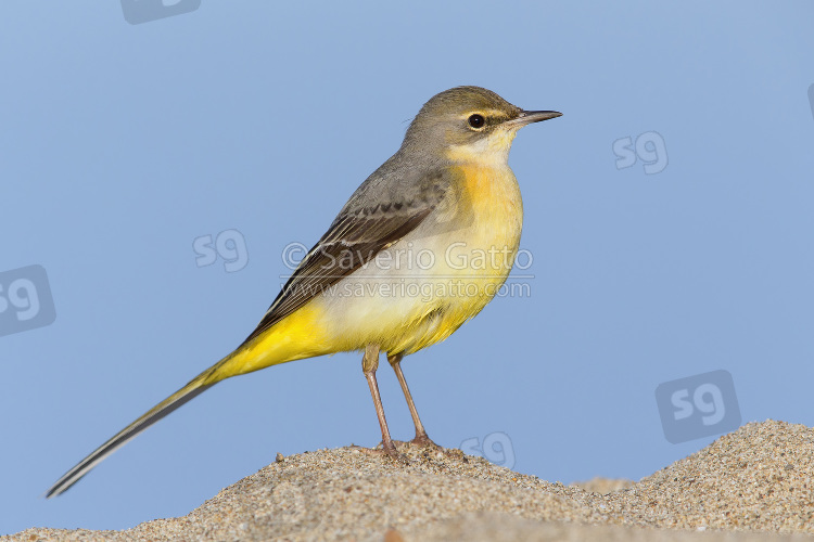 Grey Wagtail