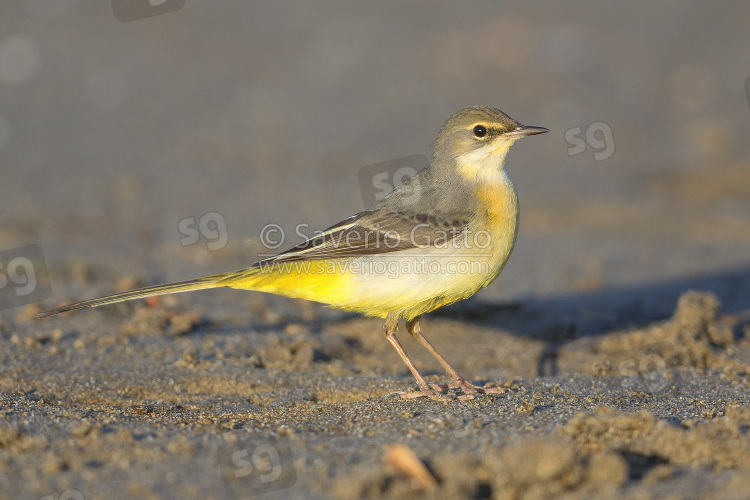 Grey Wagtail