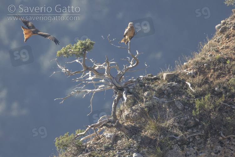 Red Kite